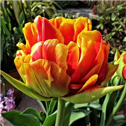 Тюльпан Бонанза махровый позний 11/12 3шт СдС