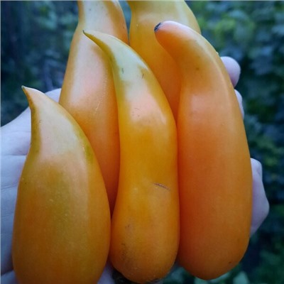 7171Т Томат Золотые туфельки султана 5шт