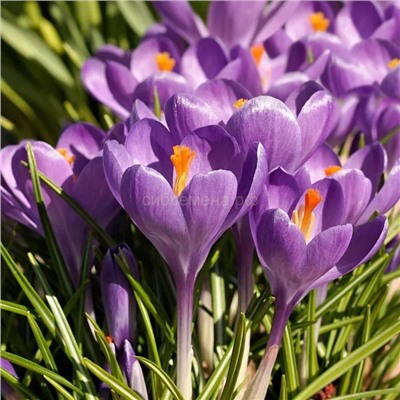 Крокус Аква 7/8 5шт СдС