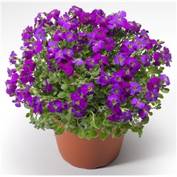 5213D Обриета гибридная Одри Пурпл Шейдс 20шт