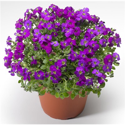 5213D Обриета гибридная Одри Пурпл Шейдс 20шт