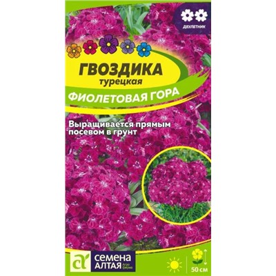 Гвоздика Турецкая Фиолетовая Гора