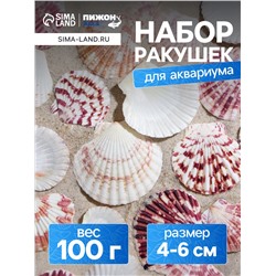 Набор ракушек «Гребешок пуксидатус», размер 4 - 6 см, 100 г