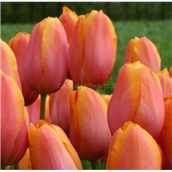 Тюльпан Дордодж 11/12 3шт СдС