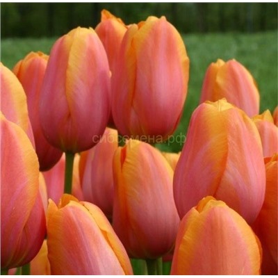 Тюльпан Дордодж 11/12 3шт СдС