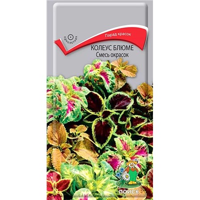 Колеус Блюме Смесь окрасок (Код: 93782)