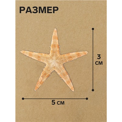 Набор из 5 морских звезд, размер каждой 3-5 см