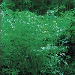 5119D Укроп Гладиатор 2гр