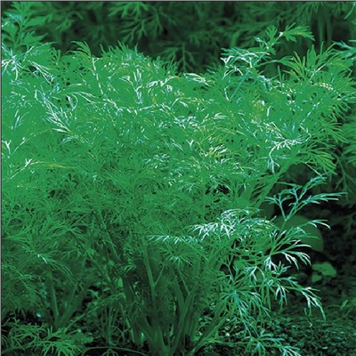 5119D Укроп Гладиатор 2гр