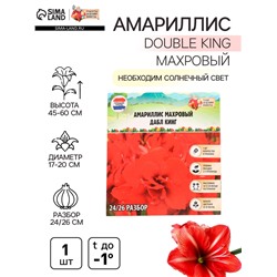 Амариллис Махровый "Double King", р-р 24/26, 1 шт, Весна 2025