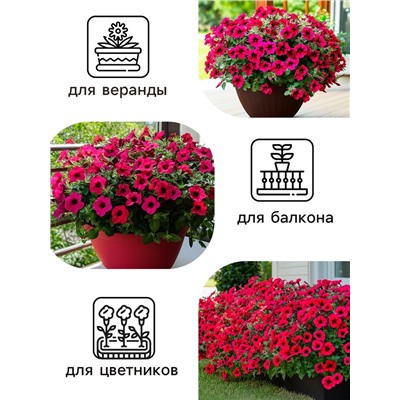 Семена Цветов Петуния "Тайдал Вейв Ред Велюр", 5 шт