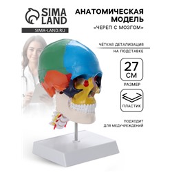 Анатомическая модель «Череп с мозгом», макет разборный, 27 см