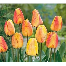 Тюльпан Бьюти оф Апельдорн 11/12 3шт СдС