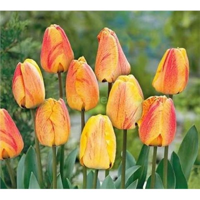 Тюльпан Бьюти оф Апельдорн 11/12 3шт СдС