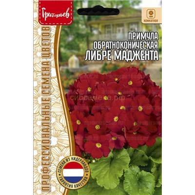 Примула Либре Маджетта обратноконическая (Редкие)