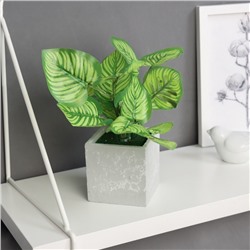Искусственный цветок в горшке «Калатея орбифолия», 20×8 см, зелёный