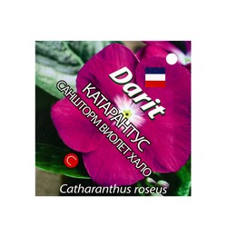 Семена цветов Катарантус Саншторм "Виолет Хало", О, 10 шт