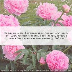 АСТ Лариса Кочелаева "Энциклопедия цветовода"