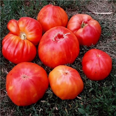 7101T Томат Анна Мейер 10 шт