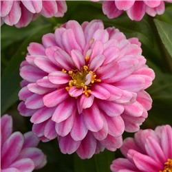 5221D Цинния мариландская Дабл Захара Распберри Риппл 5шт