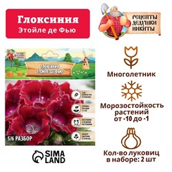 Глоксиния "Этойле де Фью", р-р 5/6, 2 шт Весна 2025