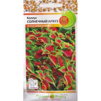 Колеус Солнечный арбуз (Код: 88038)