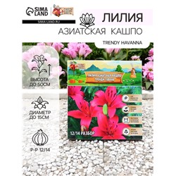 Лилия Азиатская Кашпо Trendy Havanna, луковица в пакете с перфорацией, р-р 12/14, 2 шт.