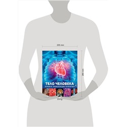 АСТ Хибберт К. "Тело человека"