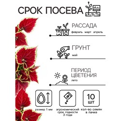 Семена Цветов Колеус «Визард Скарлет», 10 шт., «Агроуспех»