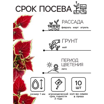 Семена Цветов Колеус «Визард Скарлет», 10 шт., «Агроуспех»