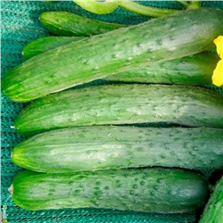 5148D Огурец Зозуля F1 5шт