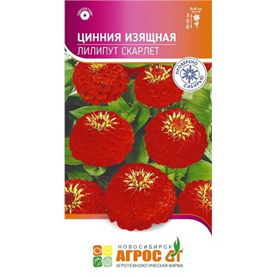 Цинния Лилипут Скарлет (Код: 93679)
