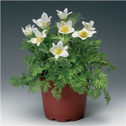 5217D Прострел обыкновенный Пинвилл Вайт 10шт