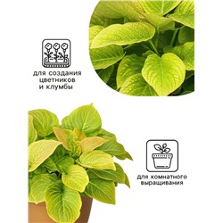 Семена цветов Колеус Визард Голден, 10шт