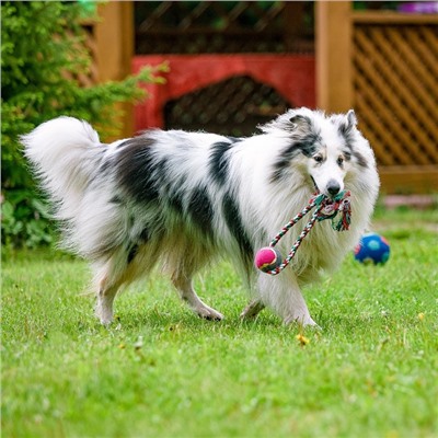 Игрушка канатная «Вираж», с мячом, до 135 г, до 37 см, цвет МИКС