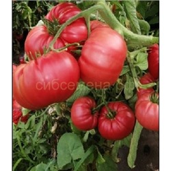 Томат Буцефал F1 (Сиб Сад)