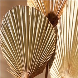 Сухие цветы «Лист пальмовый», 52×14×2 см