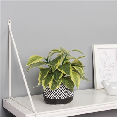 Искусственный цветок в горшке «Хоста галант пёстрая», 9×20 см, зелёный