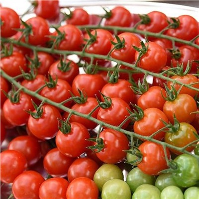 5112D Томат Терек F1 5шт