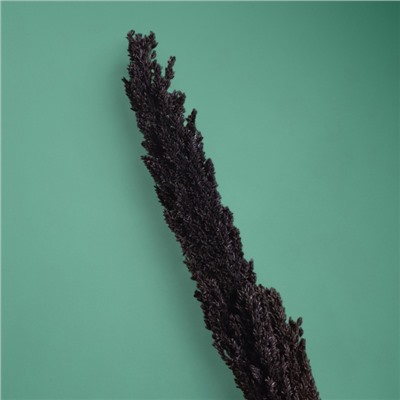 Сухоцвет «Пати», 180 см, чёрный