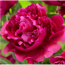 Пион травянистый Карл Розенфельд 1шт СдС