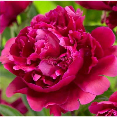 Пион травянистый Карл Розенфельд 1шт СдС
