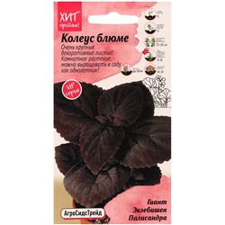 Семена цветов Колеус блюме "Гиант Экзебишен Палисандра", 10 шт