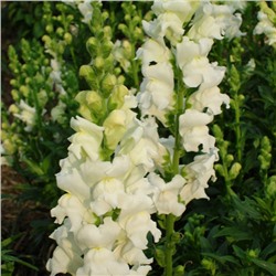 5208D Антирринум (Львиный зев) Кул Вайт 10шт