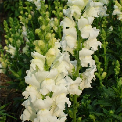 5208D Антирринум (Львиный зев) Кул Вайт 10шт