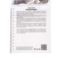 Кровохлебка тонколистная, р-р I, 1 шт., Весна 2026