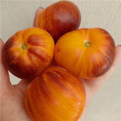 7067Т Томат Рыжая комета Софии 5шт