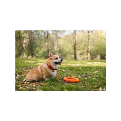 Кольцо «ДогЛайк» D-2612, 8-мигранное, среднее ⌀ 28.5 см