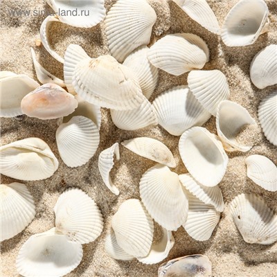 Набор ракушек, 2 - 3.5 см, 100 г