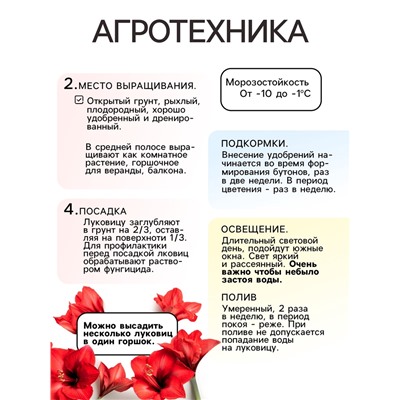 Бегония махровая «Скарлет», луковица, р-р 4/5, 5 шт.